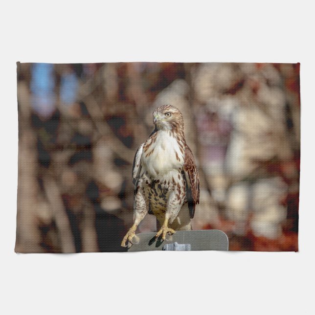 Immature Red Tailed Hawk Tea Towel (Horizontal)
