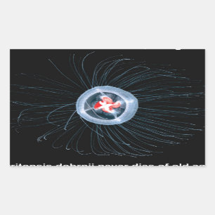 Immortal Jellyfish Rectangle Stickers