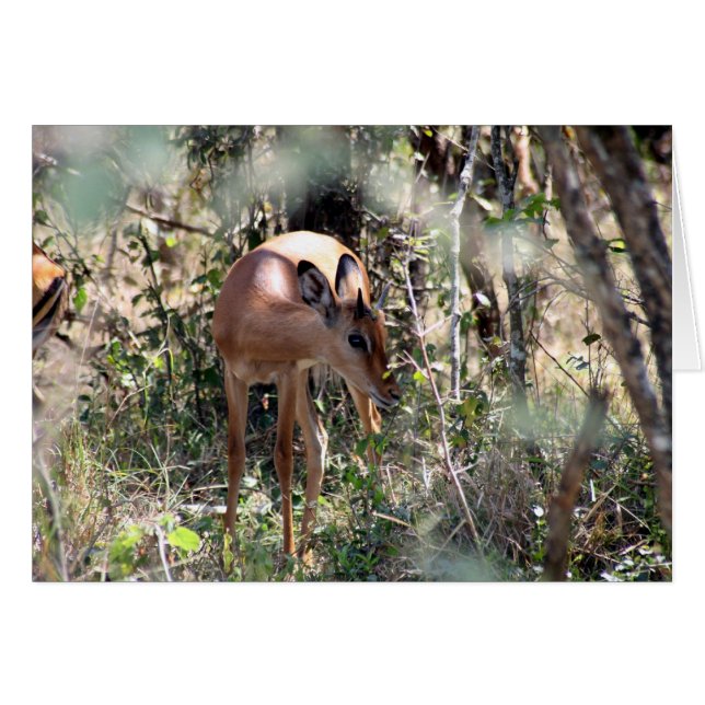 impala (Front Horizontal)