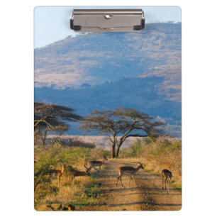 Impala (Aepyceros Melampus), Hluhluwe-Umfolozi Clipboard