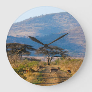 Impala (Aepyceros Melampus), Hluhluwe-Umfolozi Large Clock
