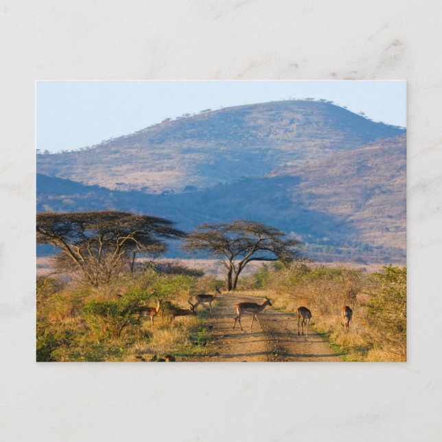 Impala (Aepyceros Melampus), Hluhluwe-Umfolozi Postcard (Front)