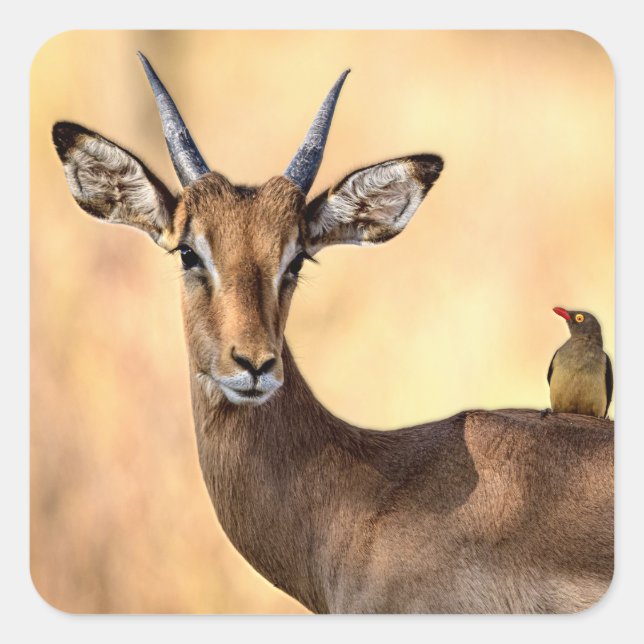 Impala and Oxpecker Bird in Africa Square Sticker (Front)