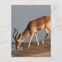 Impala antelope drinking at the waterhole photo