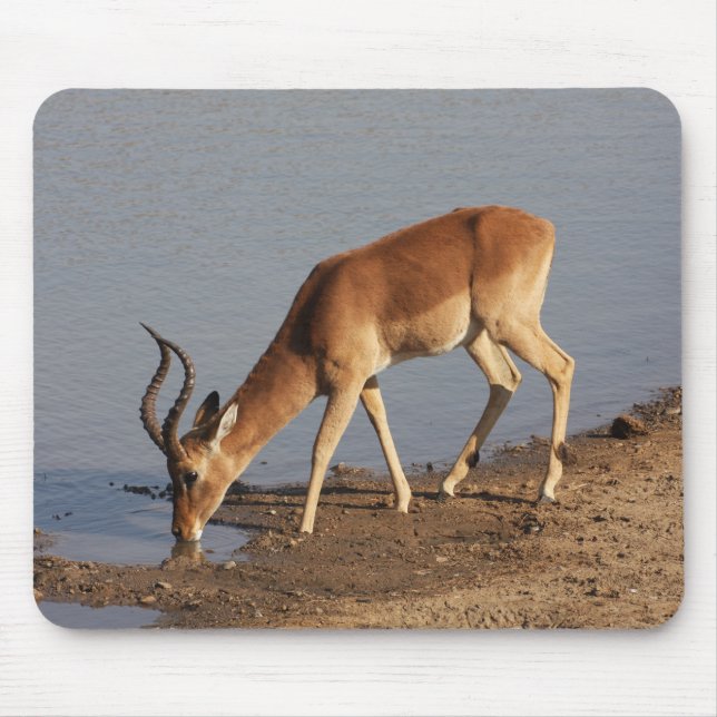 Impala antelope drinking at the waterhole photo mouse pad (Front)
