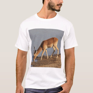 Impala antelope drinking at the waterhole photo T-Shirt