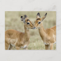 Impala Babys