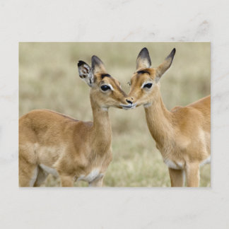 Impala Babys Postcard