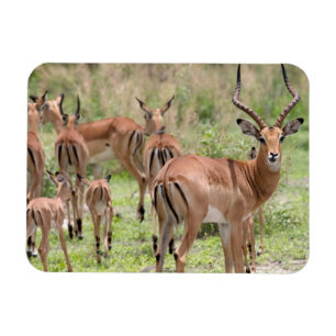 Impala In The Okavango Delta Magnet