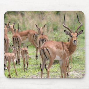 Impala In The Okavango Delta Mouse Pad