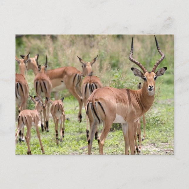 Impala In The Okavango Delta Postcard (Front)