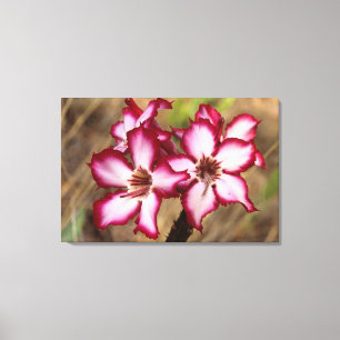 Impala Lily (Adenium Multiflorum), Kruger Canvas Print