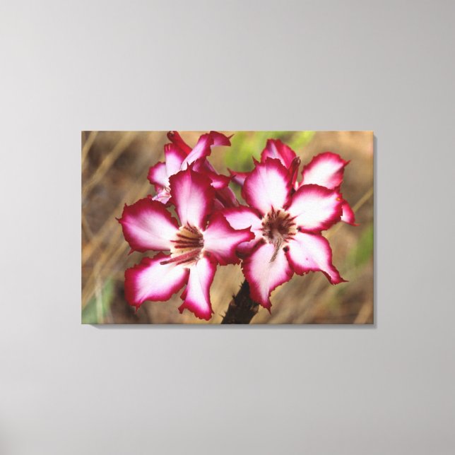Impala Lily (Adenium Multiflorum), Kruger Canvas Print (Front)