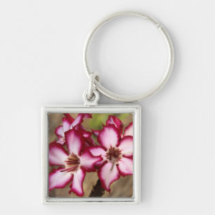 Impala Lily (Adenium Multiflorum), Kruger Key Ring