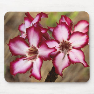 Impala Lily (Adenium Multiflorum), Kruger Mouse Pad