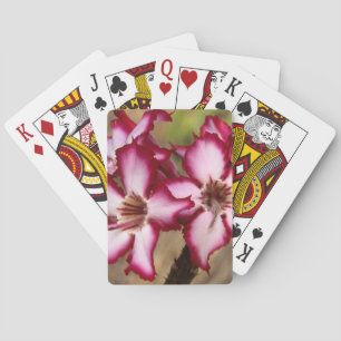 Impala Lily (Adenium Multiflorum), Kruger Playing Cards