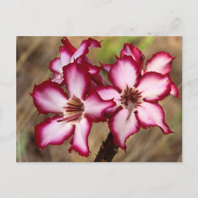 Impala Lily (Adenium Multiflorum), Kruger Postcard (Front)