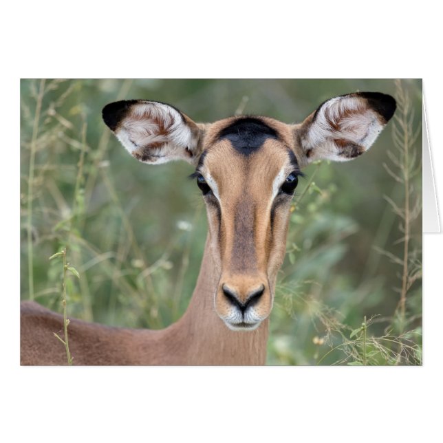 Impala Portrait (Front Horizontal)