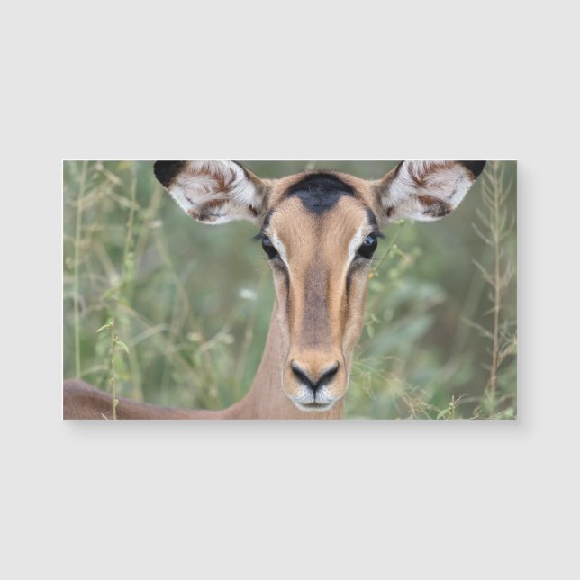 Impala Portrait (Front)