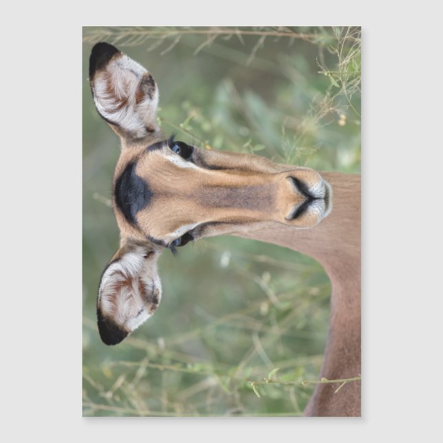 Impala Portrait (Front)
