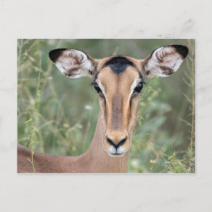 Impala Portrait Postcard
