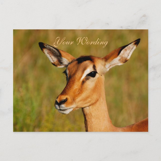 Impala safari animals greeting postcard (Front)