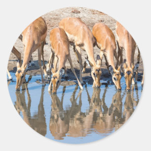 Impalas at the waterhole classic round sticker