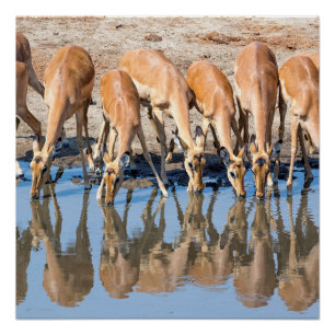 Impalas at the waterhole poster