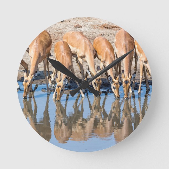Impalas at the waterhole round clock (Front)