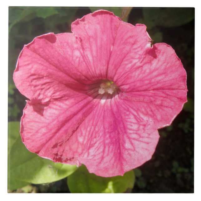 Impatiens Dark Pink Tile (Front)