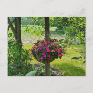 Impatiens in a Hanging Basket Postcard
