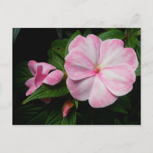 Impatiens Pink White Postcard