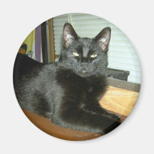 Imperial kitty magnet