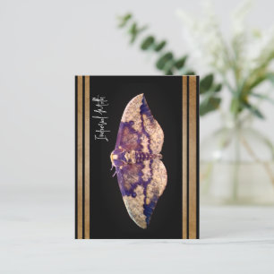 Imperial Moth  Postcard