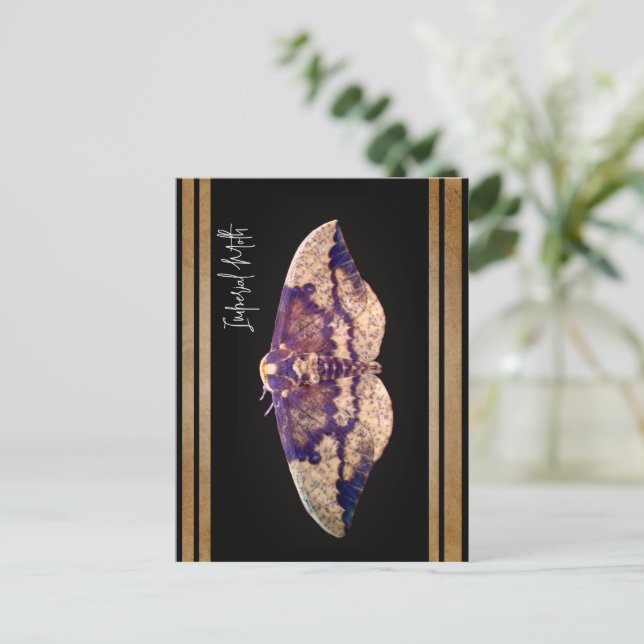 Imperial Moth  Postcard (Standing Front)