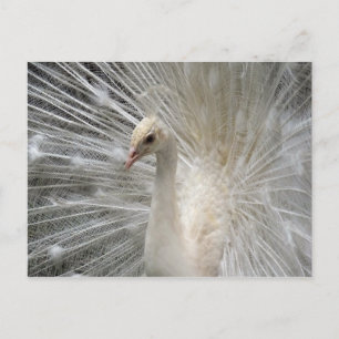 Imperial Peacock Postcard