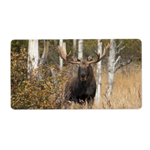 Impressive Bull Moose