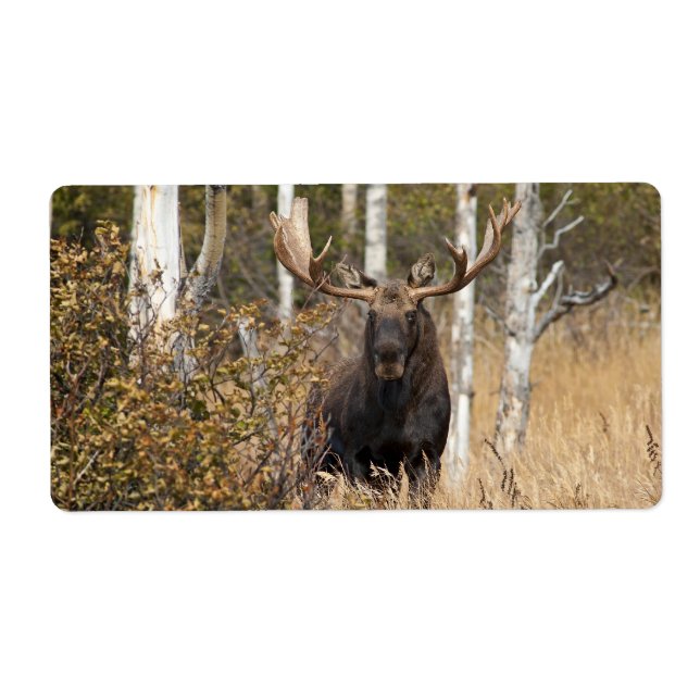Impressive Bull Moose (Front)