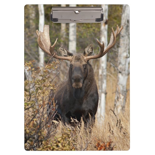 Impressive Bull Moose Clipboard (Front)