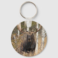Impressive Bull Moose