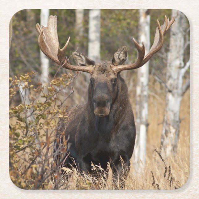 Impressive Bull Moose Square Paper Coaster (Front)