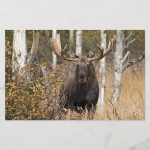 Impressive Bull Moose Stationery