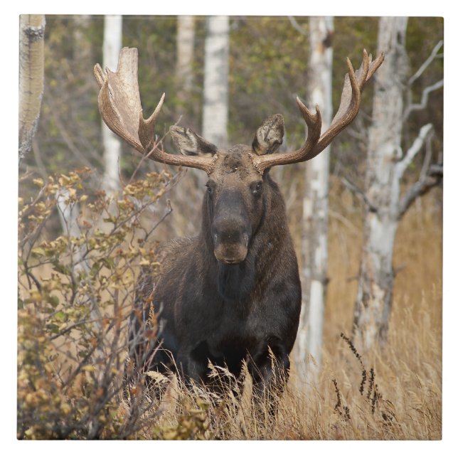 Impressive Bull Moose Tile (Front)