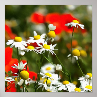 In A Field of Poppies Be A Daisy Poster