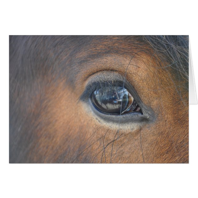 in a horses eye (Front Horizontal)