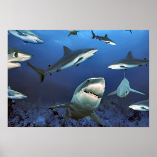 In amongst the sharks poster