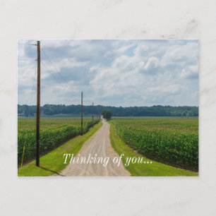 In Between Corn Fields Postcard