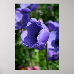 In blue Anemone Floral Photography Poster