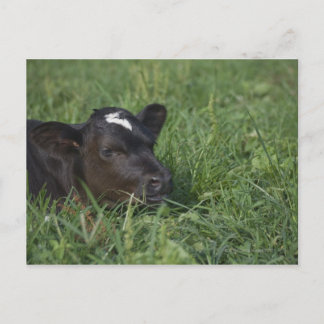 In Chinese zodiac, 2009 is year of ox. Postcard