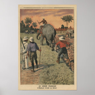 In French Congo, elephant trained to ploughing Poster